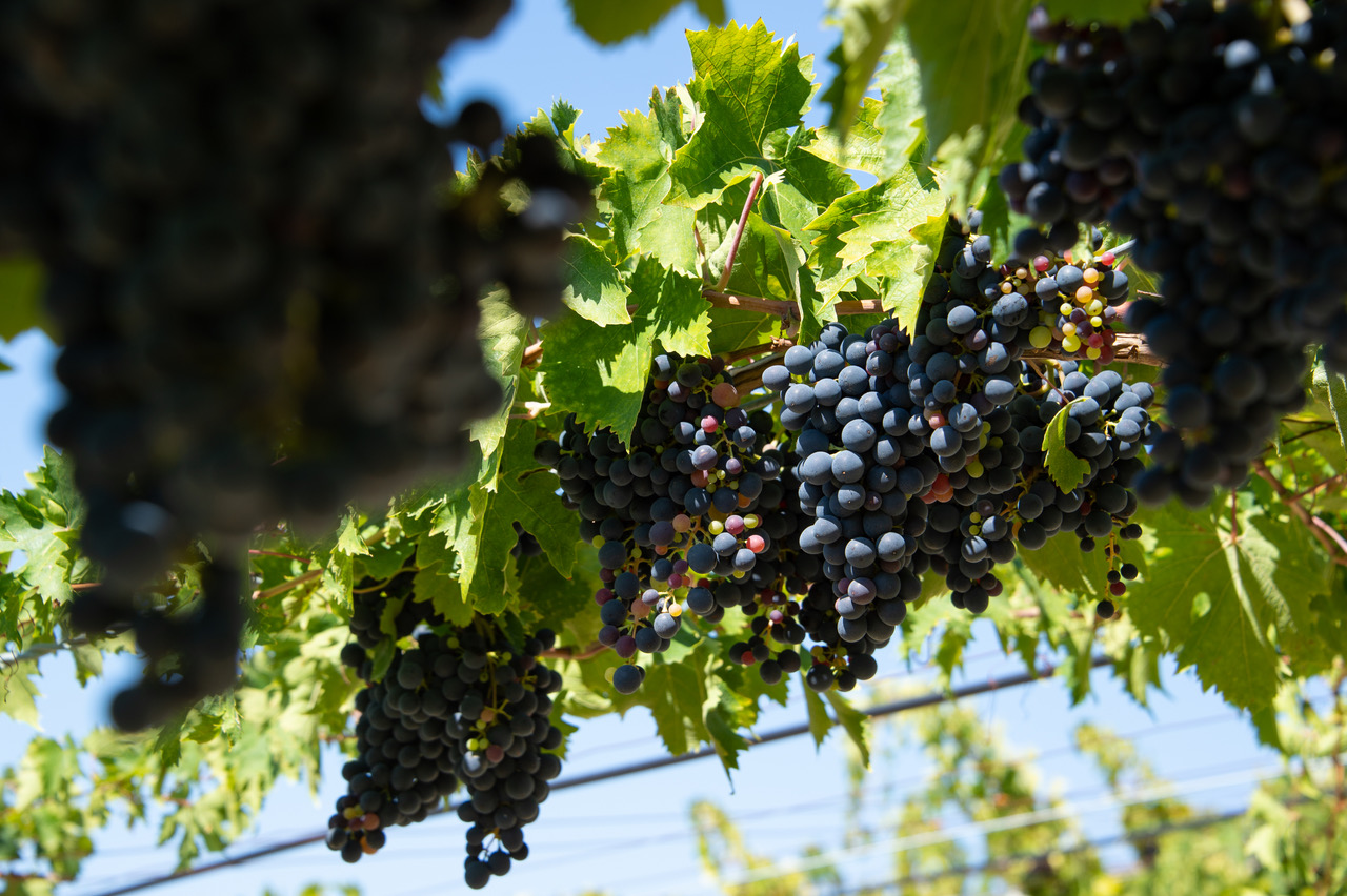 Umani Ronchi Wineyards @Francesco Vignali Photography