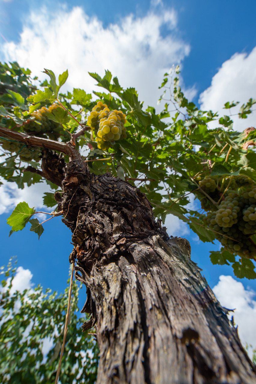 Umani Ronchi Wineyards @Francesco Vignali Photography