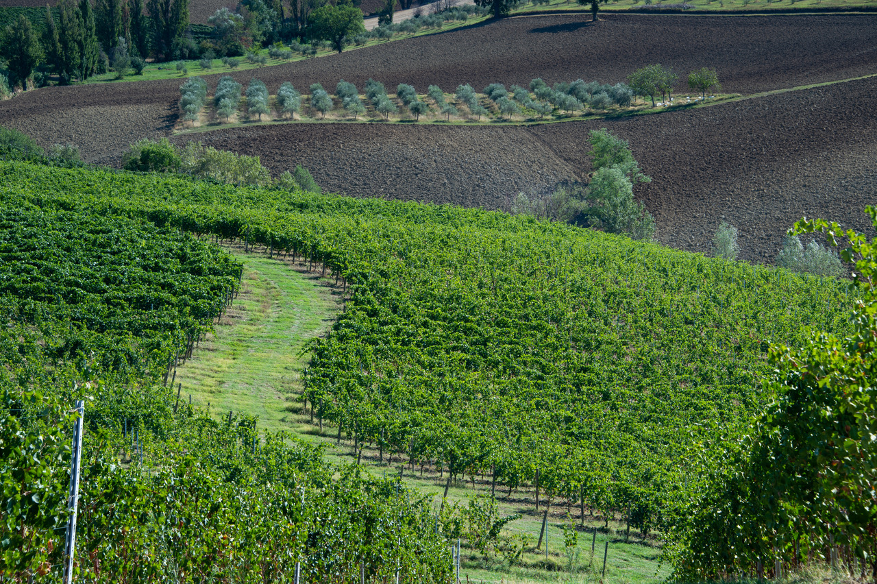 Umani Ronchi Wineyards @Francesco Vignali Photography