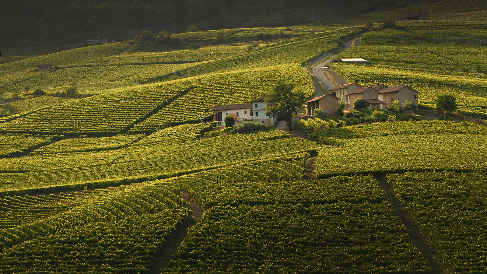 michelechiarlo-cru-cerequio