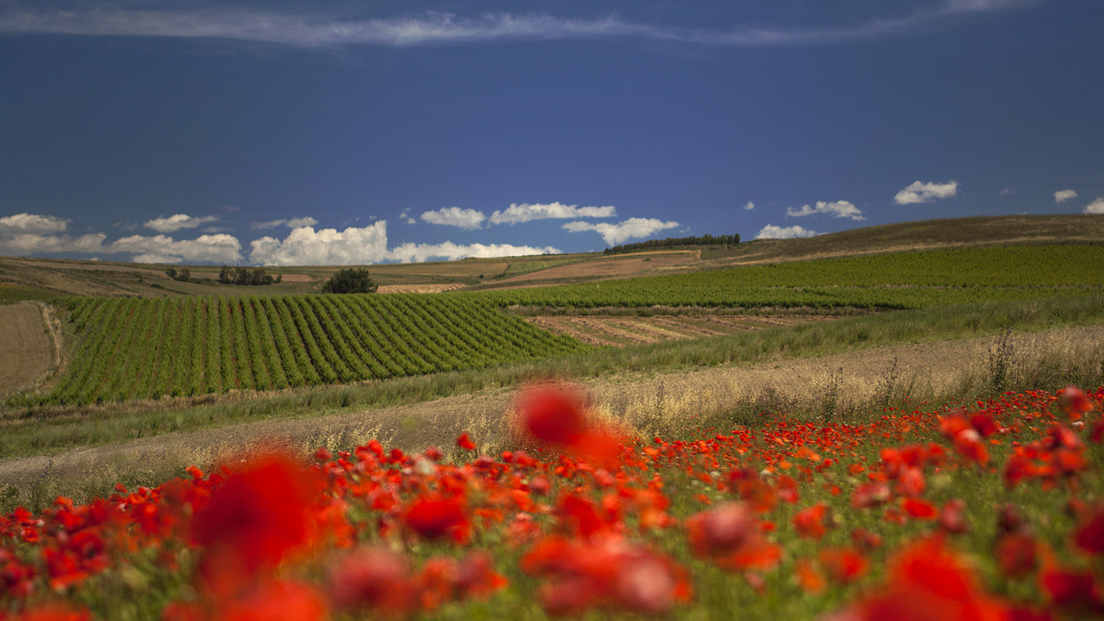 tenuta-_vigne_vecchie_bingias-beccias