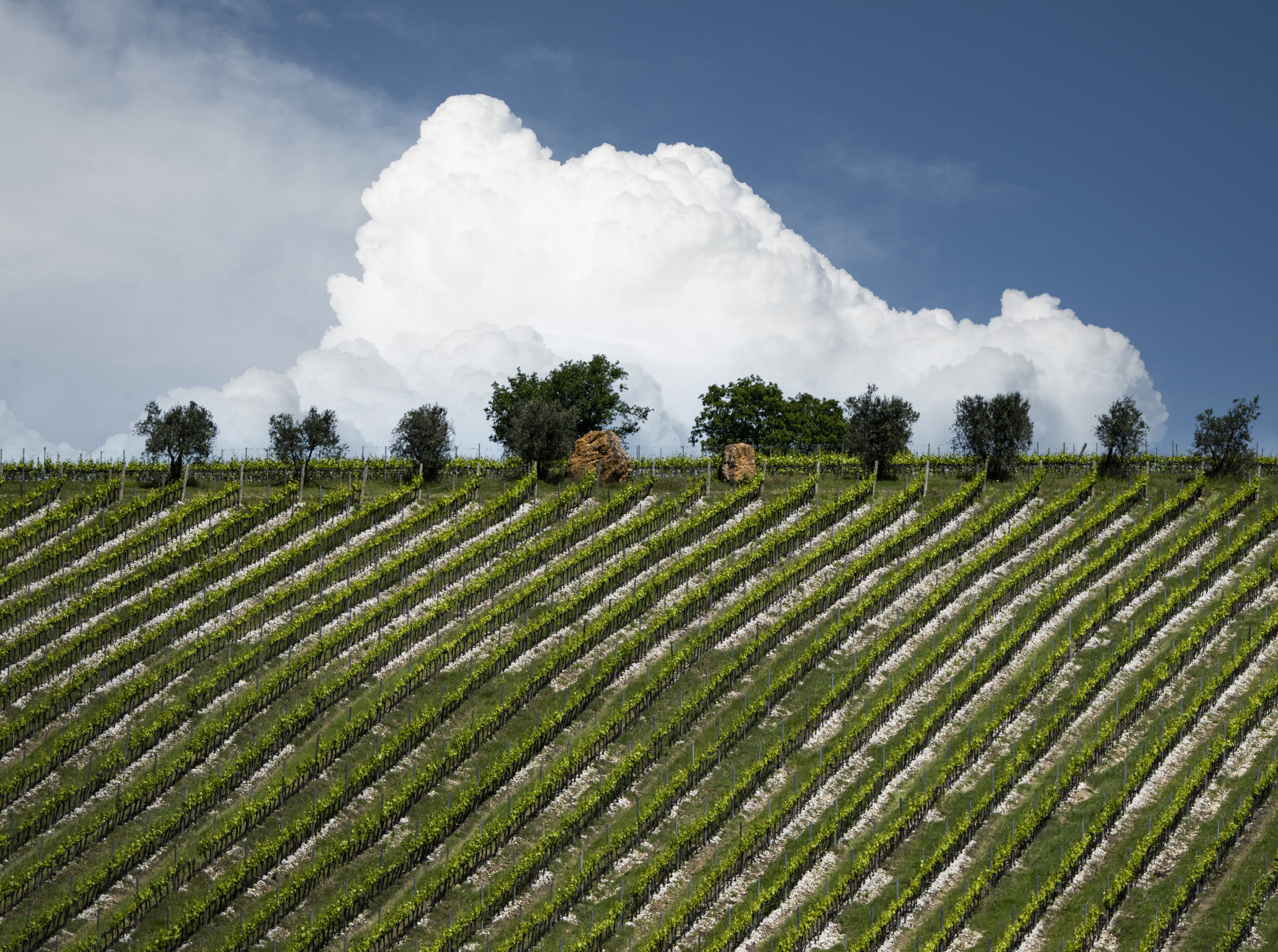 Tenuta Tignanello_Vigneto (6)